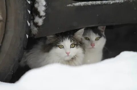 Холодно ли кошкам зимой на улице