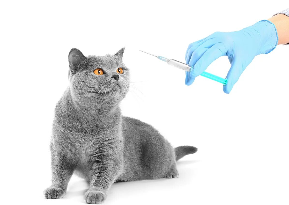 Нужна ли прививка домашней кошке. Вакцинация кошек. Прививки для кошек. Прививка для кошек Нова. Отечественные вакцины для кошек.