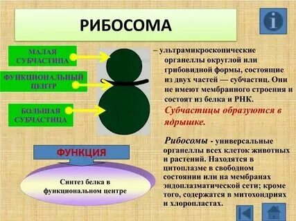 Органоид клетки для синтеза белка