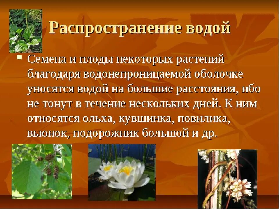 Растения распространение водой. Распространение плодов и семян водой. Распространение семян с помощью воды. Плоды Распространяющиеся водой. С помощью воды распространяются плоды.