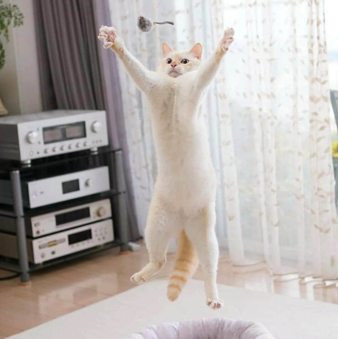 Где котики танцуют. Танцующий кот Чако. Танцующий кот Чако из Японии. Коты танцуют. Кошка танцует.