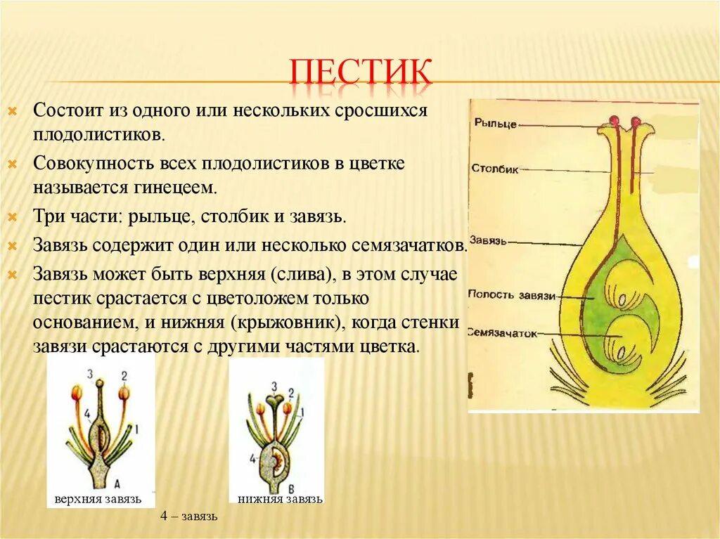 Назовите части пестика. Пестик состоит из 6 класс биология. Из чего состоит пестик биология 6 класс. Строение завязи пестика цветка. Семязачаток покрытосеменных растений.