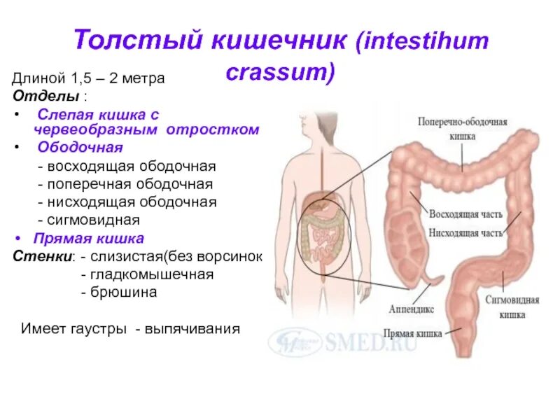 Сколько сантиметров кишка. Купол слепой кишки строение. Слепая кишка ободочная кишка. Толстый кишечник слепая кишка.