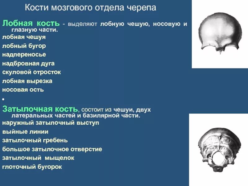 Строение черепа вид сбоку. Лобная кость анатомия человека. Лобная кость соединяется. Лобная кость анатомия строение. Лобная кость соединяется.