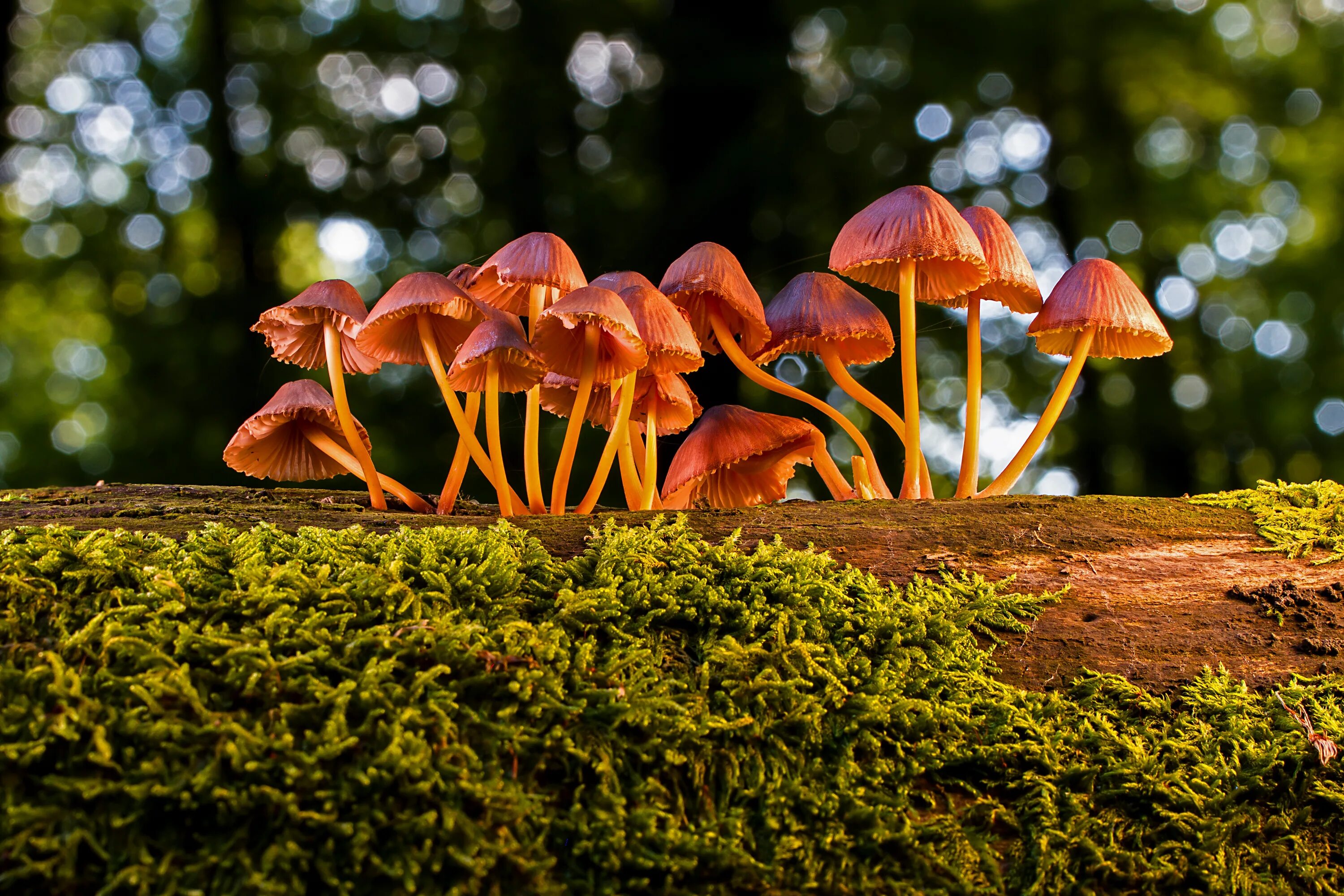 Псилоцибиновые поганки галлюциногенные грибы. Машрумс грибы. Разноцветные грибы. Необыкновенные грибы.