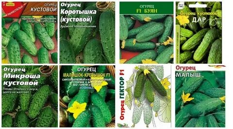 Кустовые огурцы сорта самоопыляемые