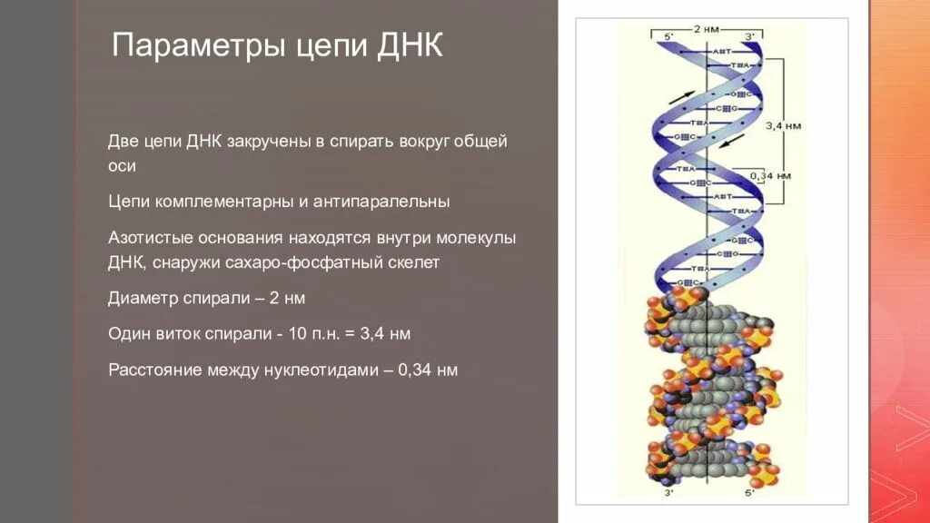 Достроить вторую цепь днк. Цепочка ДНК. Цепочка ДНК человека. Цепочка молекулы ДНК. Параметры цепи ДНК.