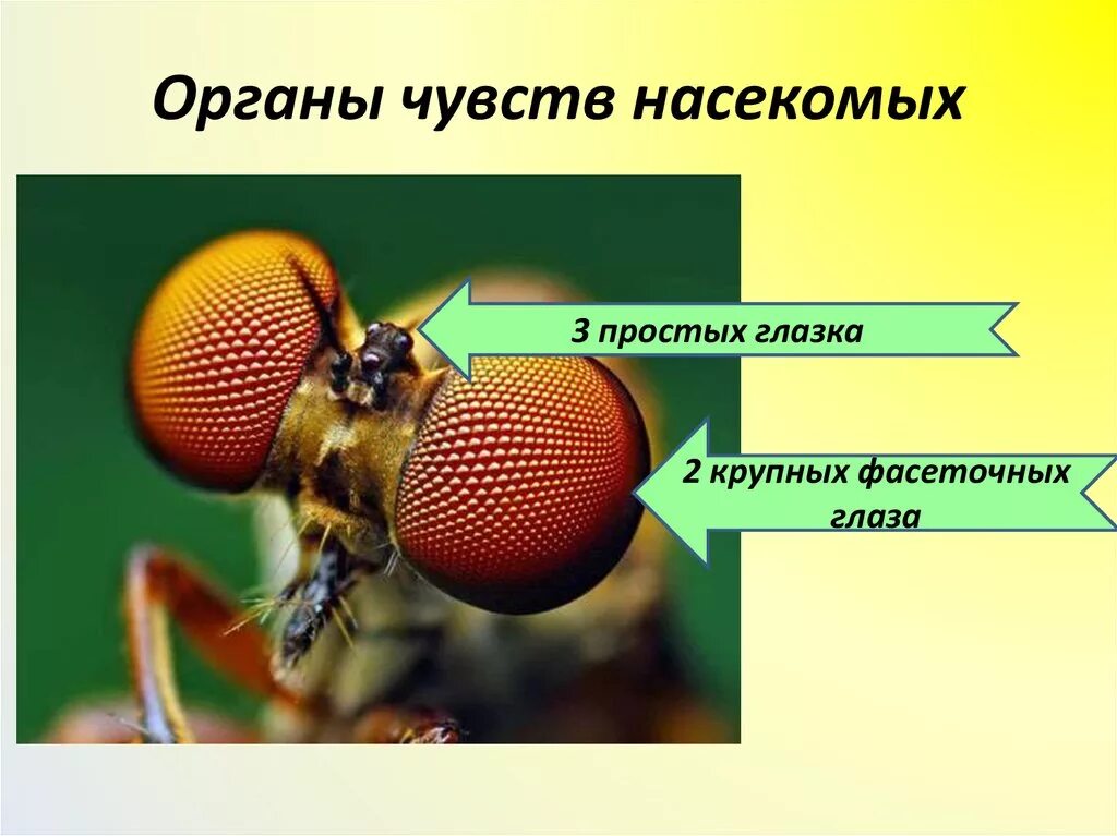 Какие органы хорошо развиты у насекомых. Строение фасеточного глаза насекомого. органы чувств насекомых. строение органов зрения у насекомых. класс насекомые органы чувств.
