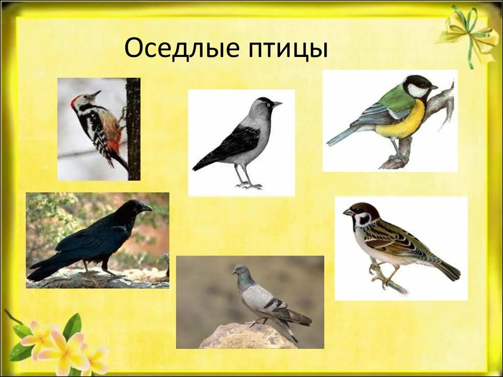 Оседлые Кочующие и перелетные птицы. Оседлые птицы названия. Оседлые птицы для дошкольников. Птицы зимующие- Кочующие и осёдлые, перелётные.