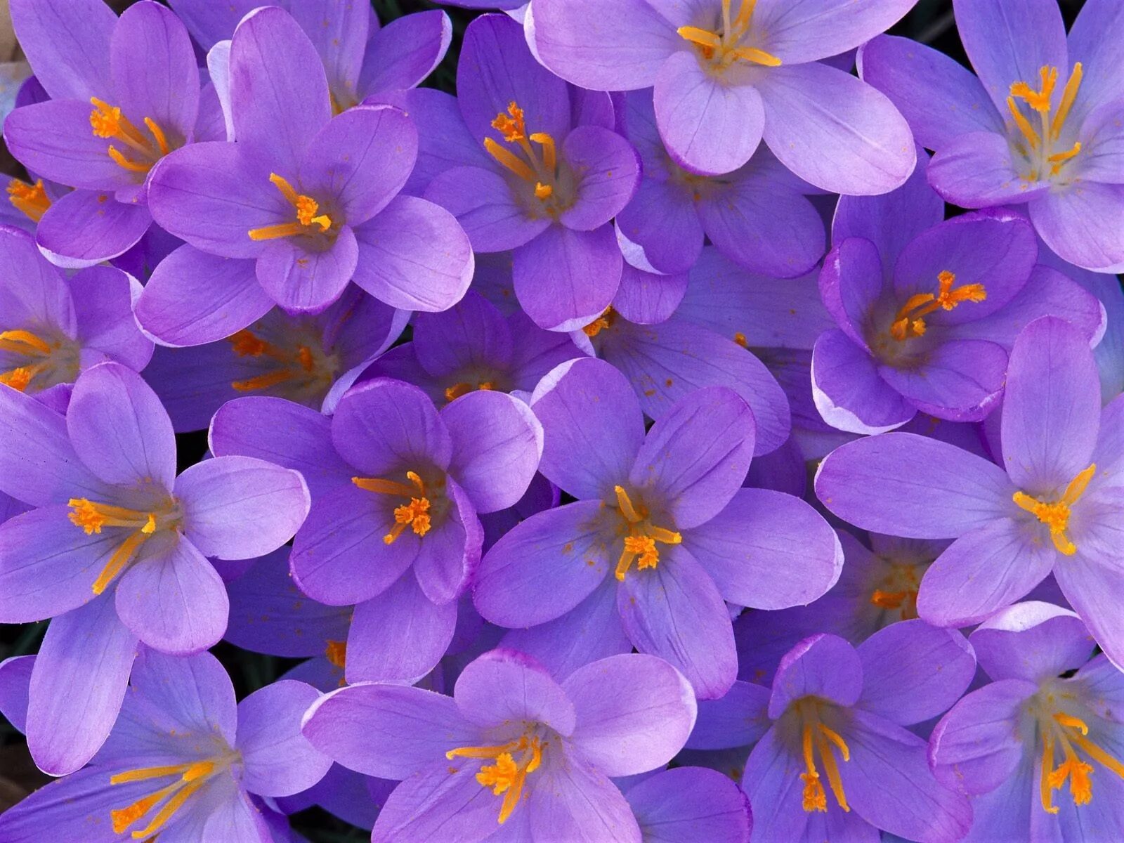 Доступен в цветах. Фиолетовые цветы. Сиреневые цветы. Фиолетовый цвет. Фиолетовые цветочки.