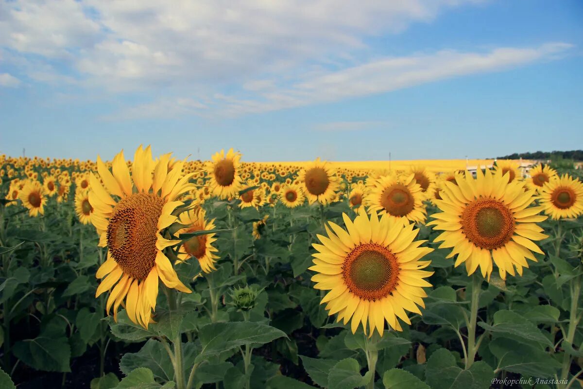 поле подсолнухов пмр в тирасполе. башкирия подсолнечник. подсолнечник поле башкирия. терриконы донбасса и подсолнухи. башкирия подсолнечник.