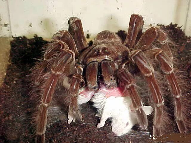 паук птицеед атакует. птицеед голиаф клыки. птицеед голиаф. паук птицеед ест птиц. птица питающаяся пауками.