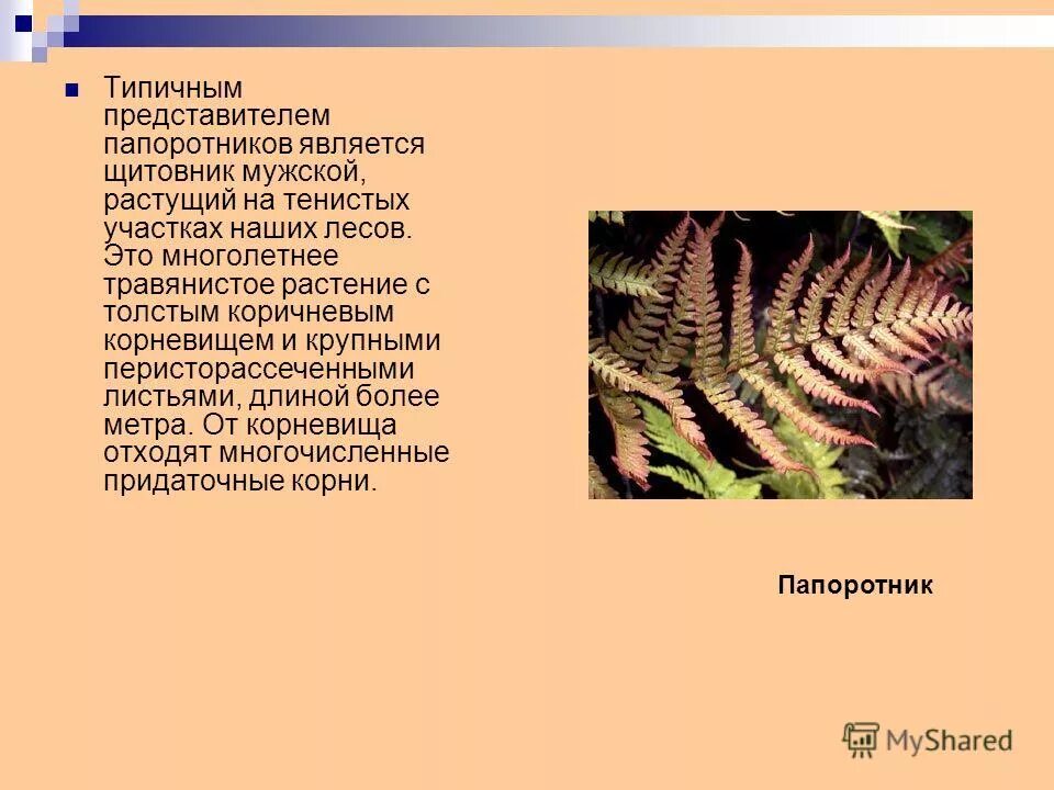папоротники относятся к высшим растениям