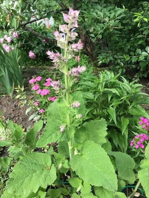 Шалфей мускатный Вознесенский 24. Шалфей мускатный (Salvia sclarea). Сальвия шалфей мускатный. Шалфей мускатный вознесенский