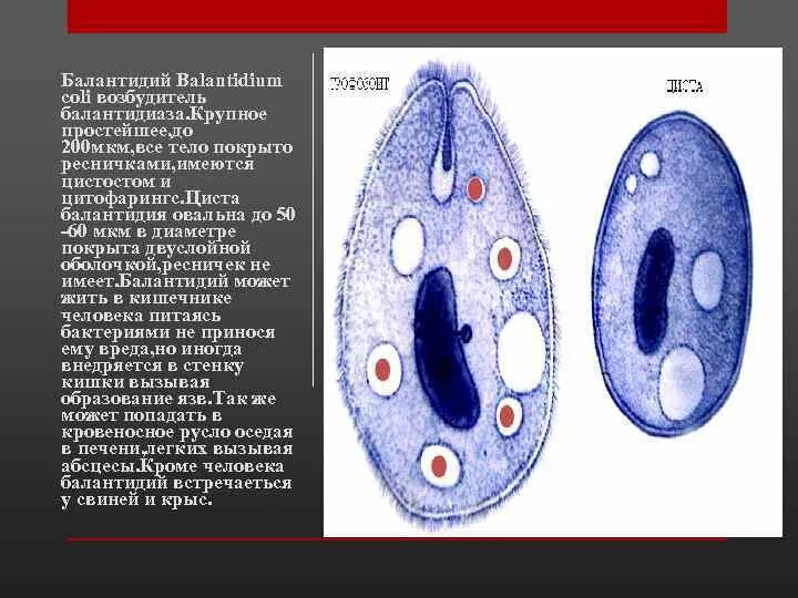 Вегетативная форма балантидия. Циста балантидия. Вегетативная форма Balantidium coli. Балантидий циста и трофозоит. Самое крупное простейшее