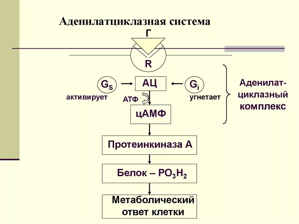 Активация функций через. Схема действия гормонов через аденилатциклазную систему. Аденилатциклазная система передачи сигнала. ЦАМФ схема аденилатциклазной системы. Гормоны аденилатциклазной системы.