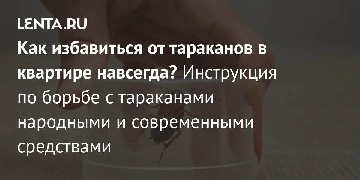 Как быстро вывести тараканов из квартиры самостоятельно