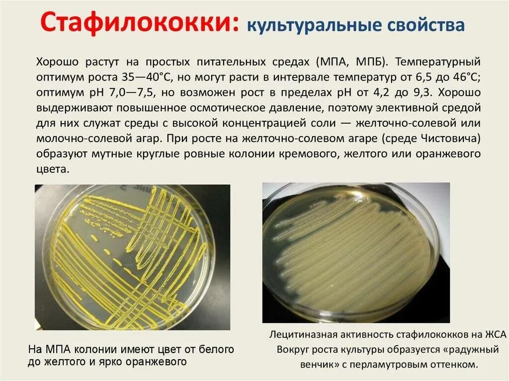 Золотистый стафилококк культуральные свойства. Staphylococcus aureus культуральные свойства. Стафилококк на ЖСА. Стафилококки на среде ЖСА.