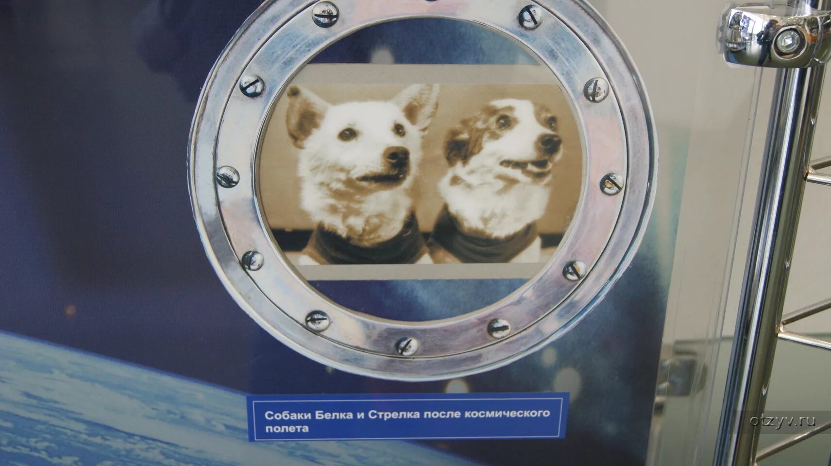 Собака иллюминатор