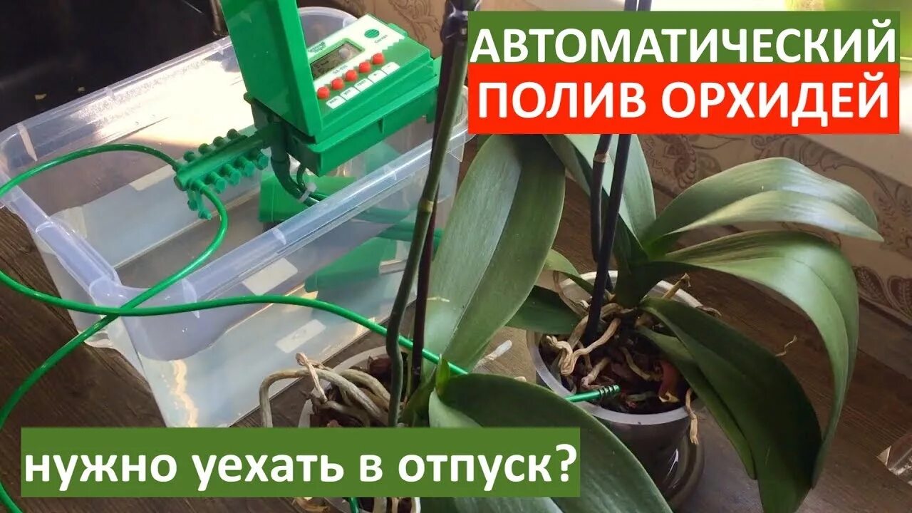 Автополив для орхидей. Полив орхидеи. капельный полив для орхидей. горшки автополив для орхидей.