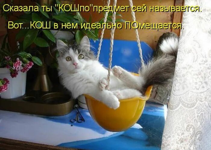 Как называется вот такая. Как называется вот такая. Котоматрица главная. Как называется вот такая. Как называется вот такая.