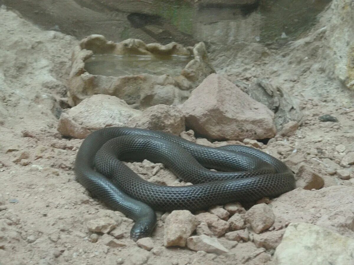 Snake wiki