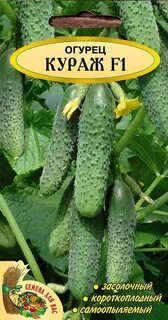 Кураж огурцы описание отзывы сорт характеристика