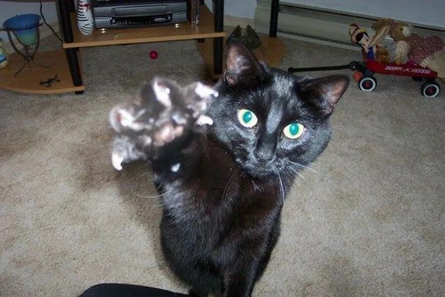 Кот выпускает когти. Коготь коты. Кошачий коготь. Кошачий коготь. Коготь коты.