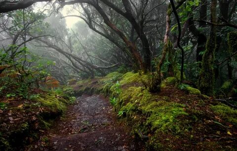 Section path