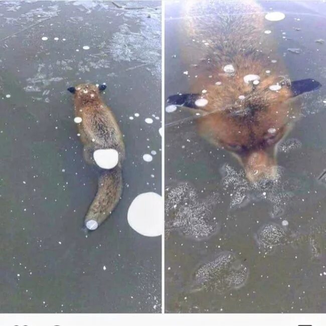 вмерзшие в лед животные. вмерзшие в лед животные. вмерз в лед. аллигаторы вмерзли в лед в сша. замерзшие звери в казахстане.