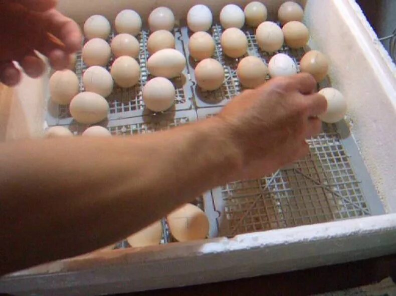 Сколько раз переворачивать яйца. Куриные яйца в инкубаторе. Решетки для куриных яиц. Инкубация куриных яиц в инкубаторе. Цыплята в инкубаторе.