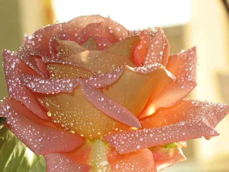 Цветы с блестками. Розы с блестками. Самые красивые цветы. Блестящие цветы. Букет роз с блестками