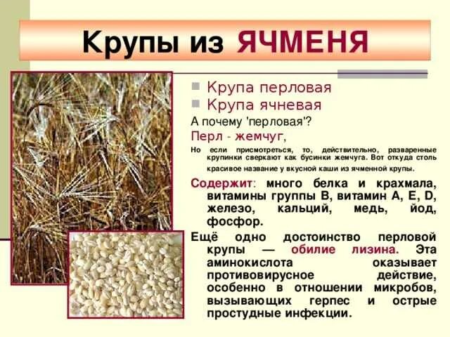 Из какого зерна делаются крупы. Ячневая крупа зерновая культура. перловая крупа из чего растет. из какого зерна делают ячневую. ячневая крупа растение.