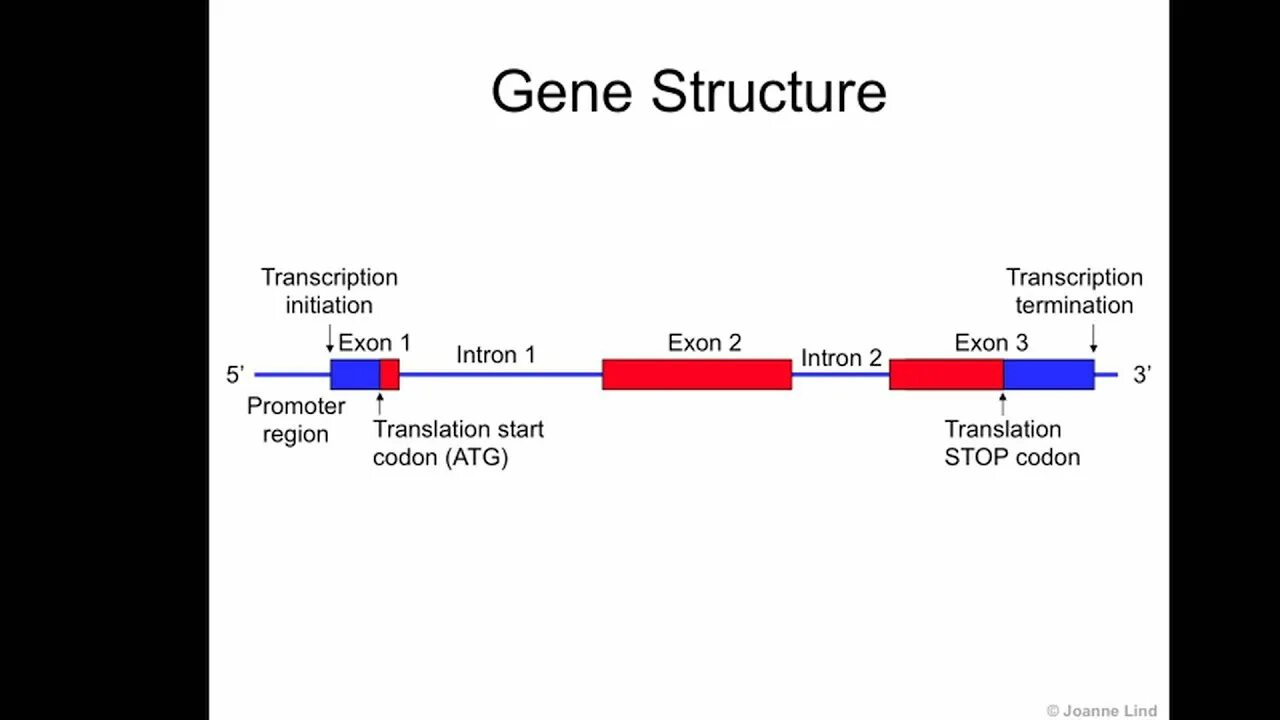 Gene effect. Gene structure. genes scheme. gene structure книга. intron-exon-structure of interleukin 12 gene.