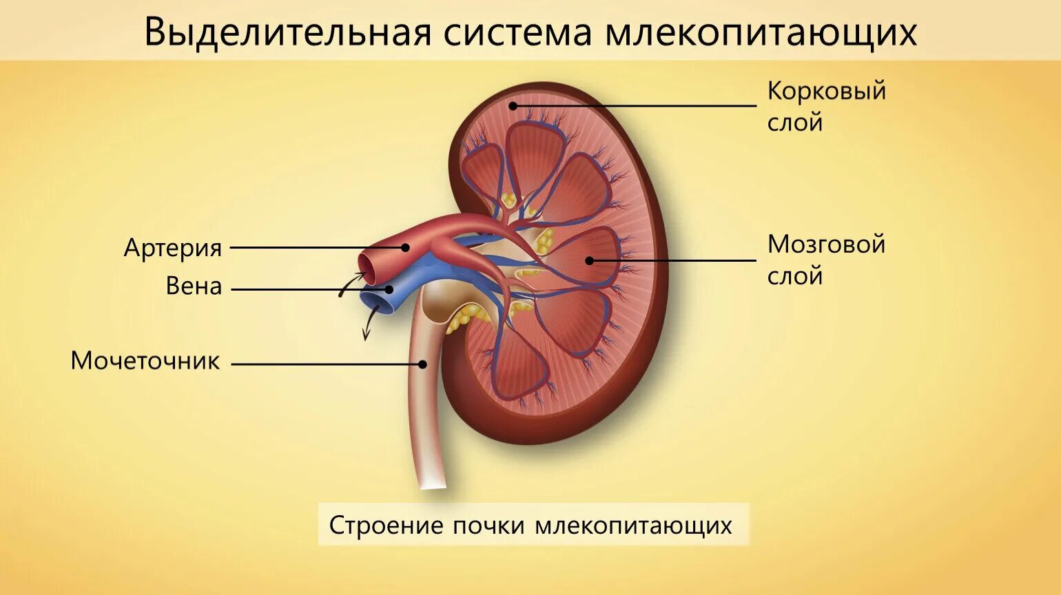 Вена артерия мочеточник. Схема строения почки человека. Строение почки анатомия схема. Выделительная система строение почки. Строение почки почечная пирамида.