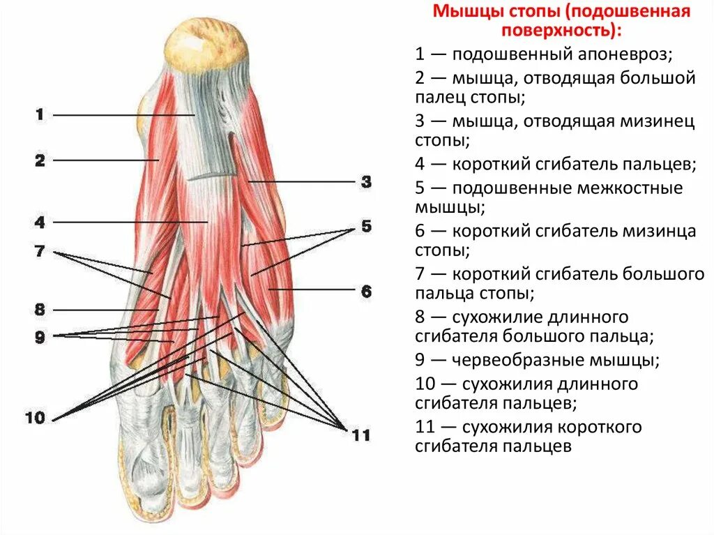 Сухожилие длинного сгибателя большого пальца стопы. Латеральную группу подошвенных мышц стопы. мышцы подошвы стопы анатомия. строение мышц стопы снизу. мышцы стопы подошвенная группа.
