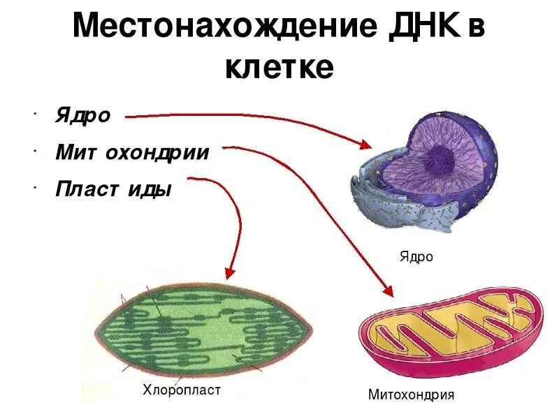 Какие структуры в ядрах содержат днк. ДНК митохондрий и пластид. ДНК митохондрий и хлоропластов. Органоид митохондрия.