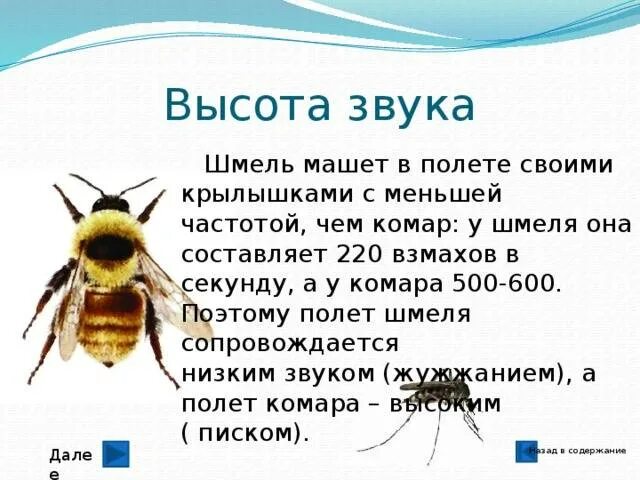 Почему мухи жужжат. Шмель жужжит. Звуки насекомых. Насекомые издающие звуки. Жужжание пчел.