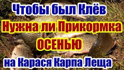 Приманка на карася осенью