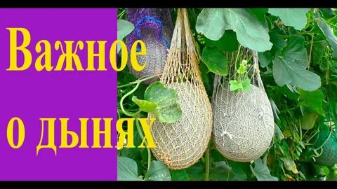 Сеем дыни