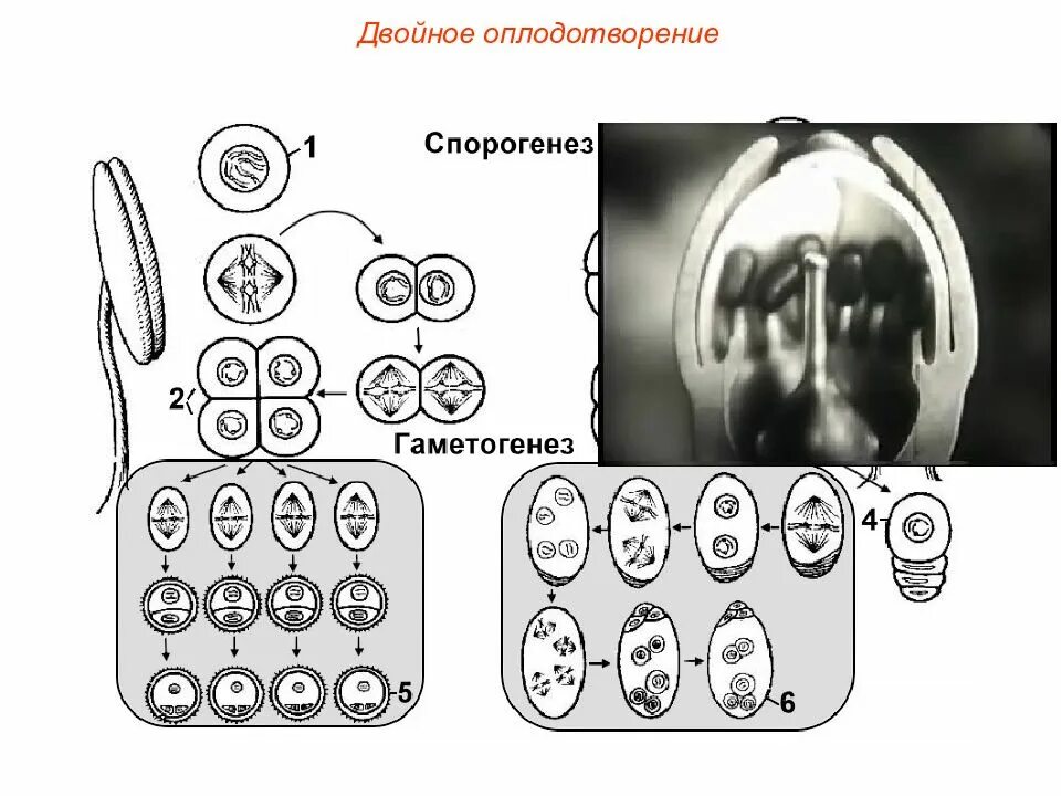 Гаметогенез и спорогенез. Спорогенез и гаметогенез у растений схема. Гаметогенез растений схема. Спорогенез и гаметогенез у покрытосеменных растений. Спорогенез гаметогенез двойное оплодотворение.