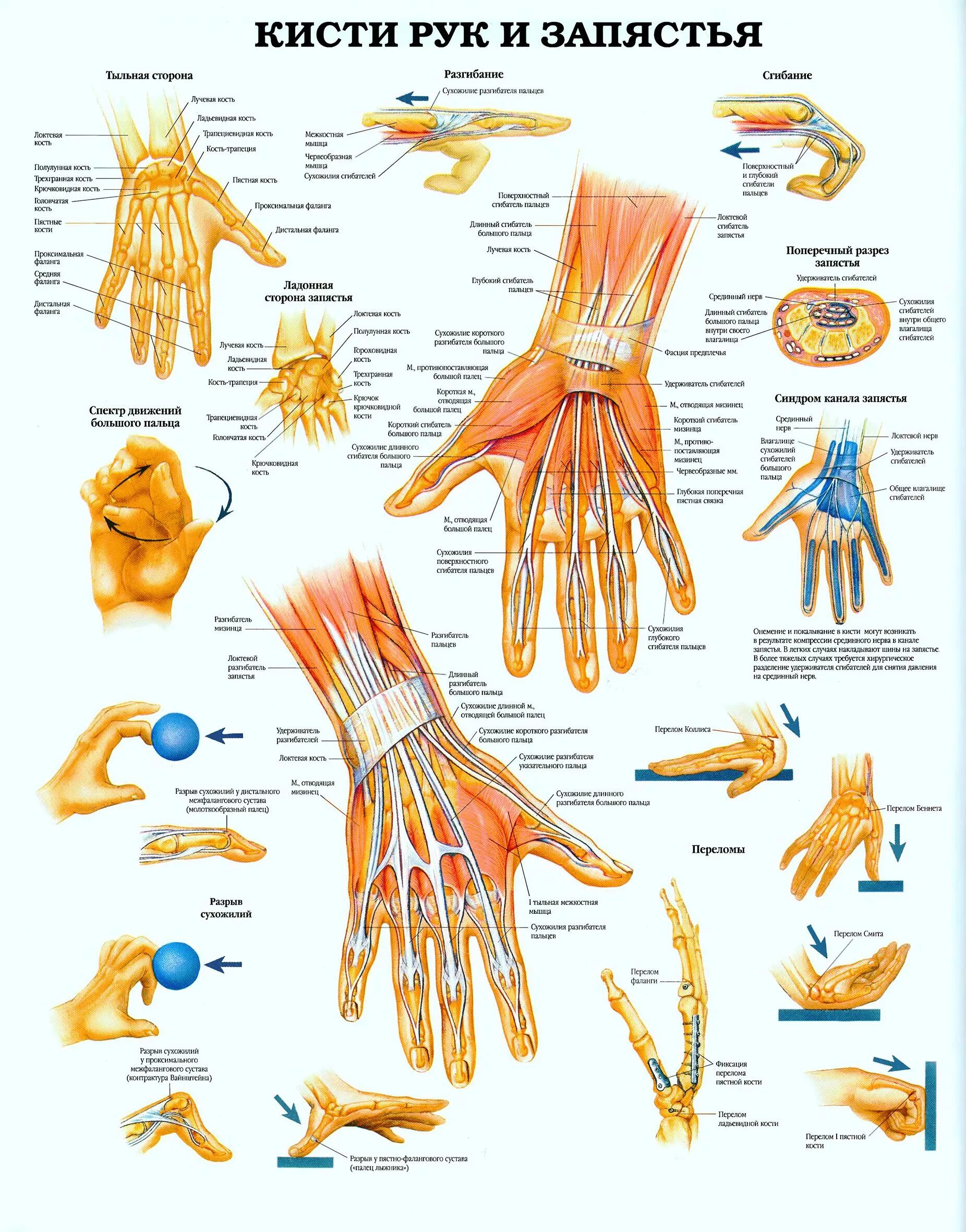 Строение кисти руки человека. Строение правой кисти руки человека. Строение запястья руки человека. Анатомия пальцев кисти человека. Операции руками как называются