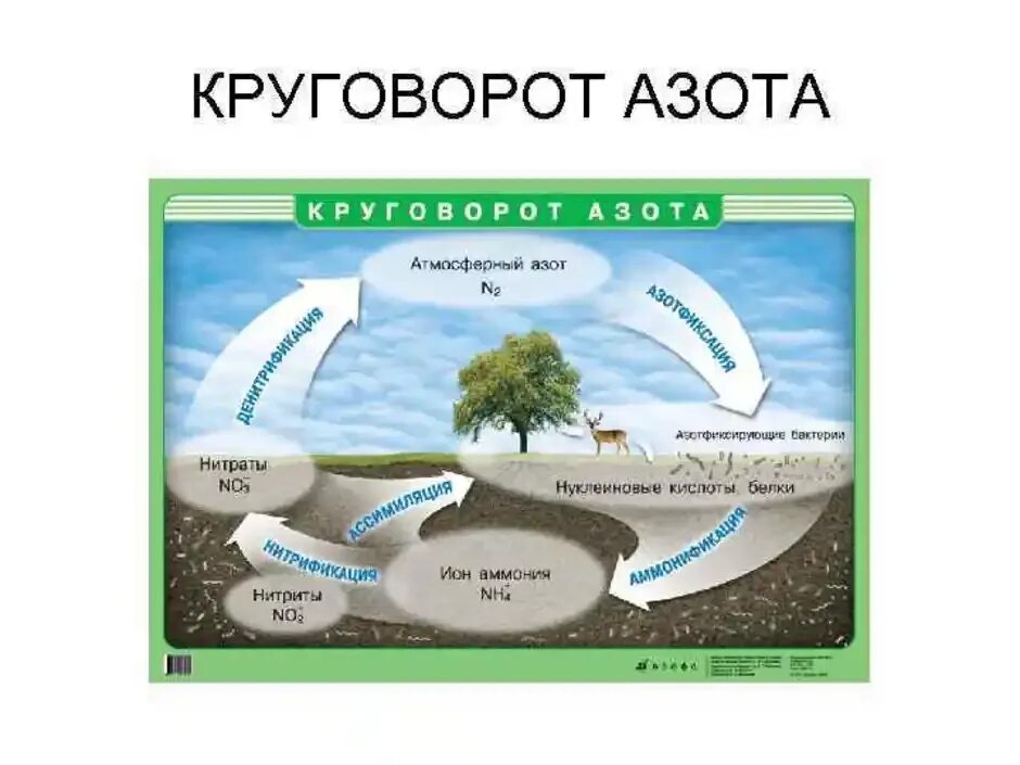 Написать круговорот азота в природе. Круговорот азота в природе схема 9 класс. Круговорот азота в природе 9 класс. Биологический круговорот азота. Круговорот азота 10 класс.