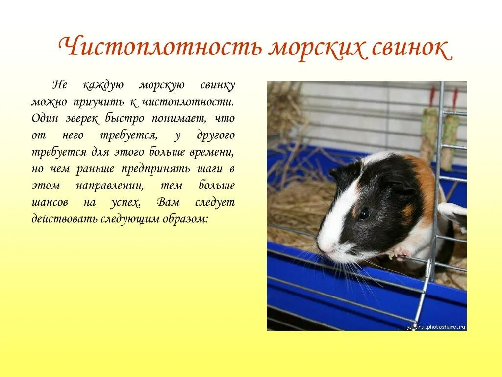 Морская свинка доклад. Животные живого уголка. Животные живого уголка. Морские свинки презентация. Сочинение про морскую свинку 5 класс.