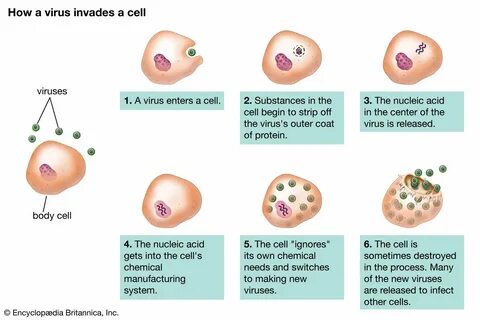 Viruses 4CD