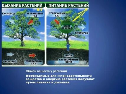 Модель дыхания и питания растений