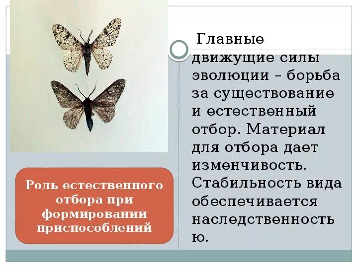 Движущие силы эволюции по Дарвину. Борьба за существование и естественный выбор - движущие силы эволюции. Движущие силы эволюции естественный отбор. Факторы движущие силы эволюции. Борьба за существование и естественный отбор конспект