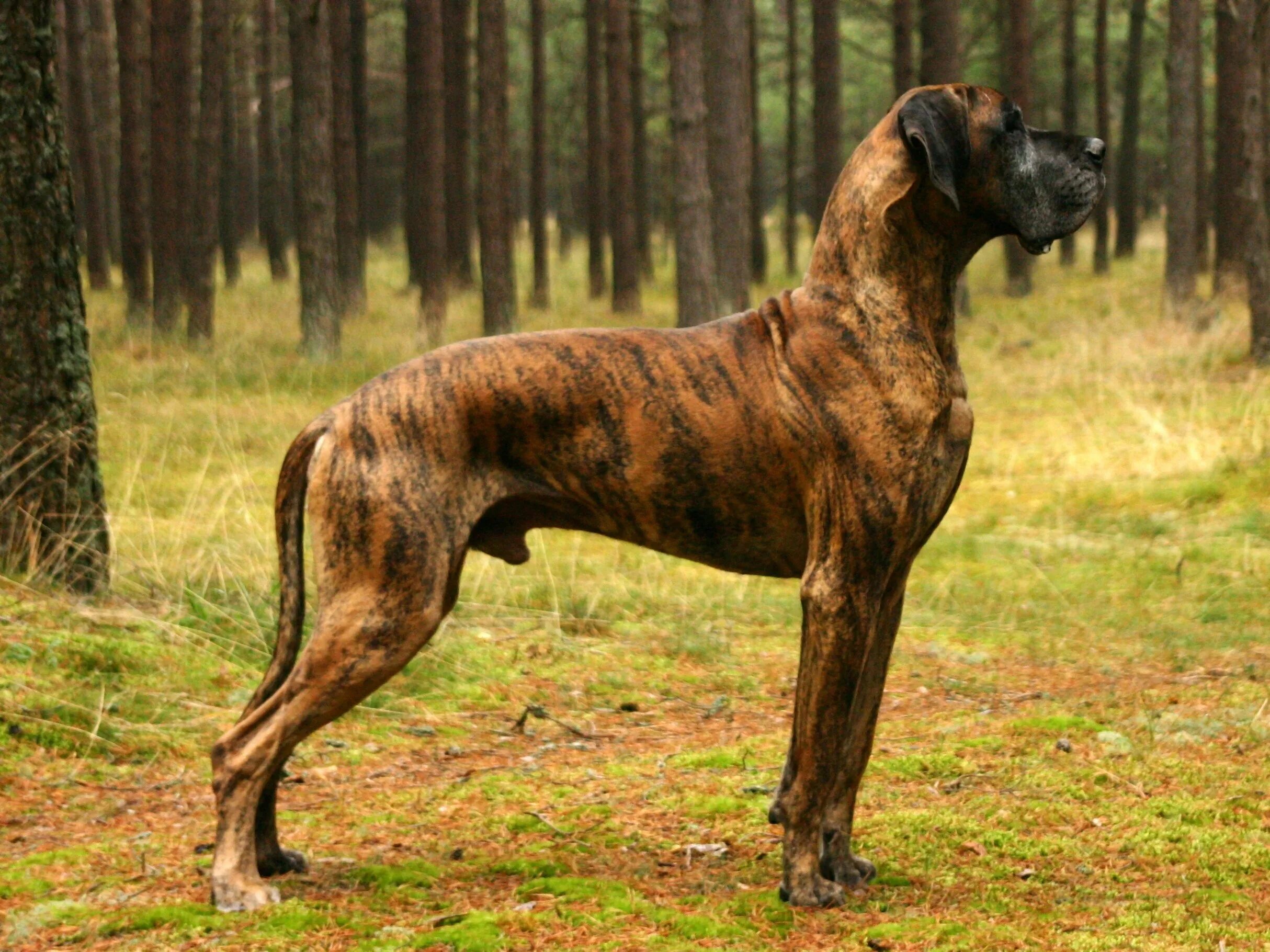 Дог ра. Дог ра