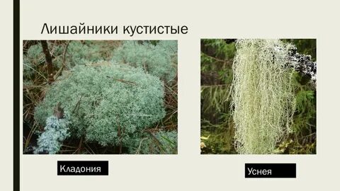 Кустистые лишайники примеры