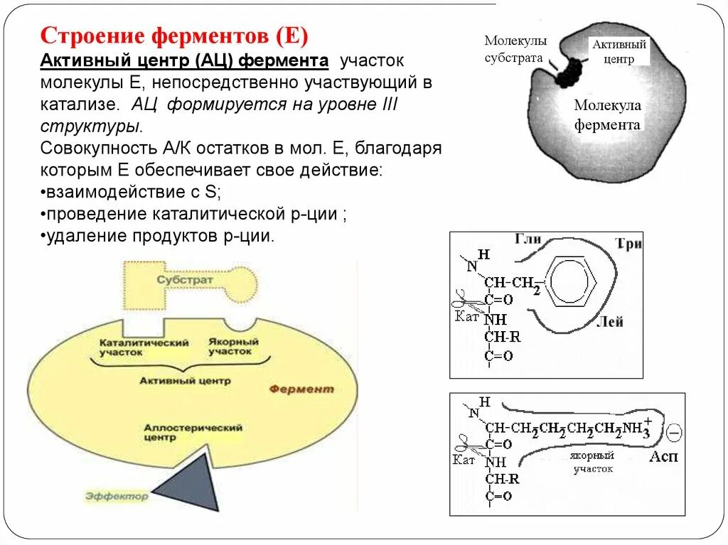 Строение ферментов. Активные центры ферментов. Строение активного центра ферментов. Строение ферментов строение активного центра. Структура фермента активный и аллостерический центр.